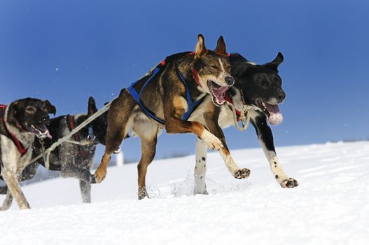 sportive dog team is running in the snow