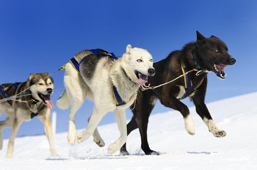 sportive dog team is running in the snow