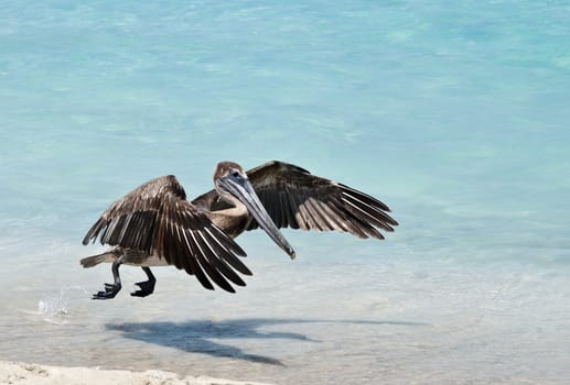 A pelican slowly comes in  for a landing.