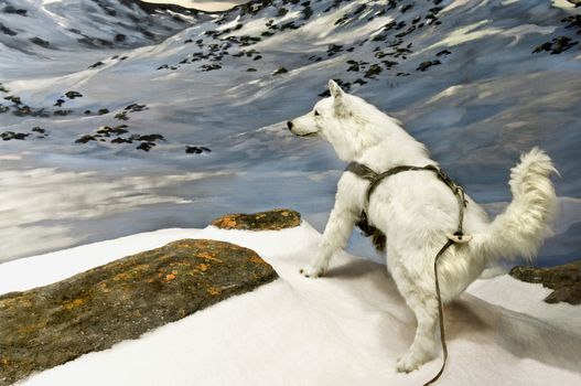 An arctic wolf in the northern canadian mountains.