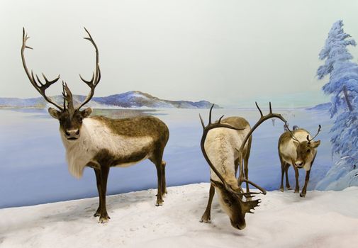 A caravan of caribou resting in the northern mountains of Canada.