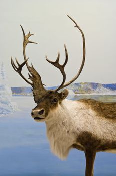 Lone caribou during winter in northern Canada.