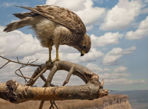 A hawk is perched on a branch looking for prey.