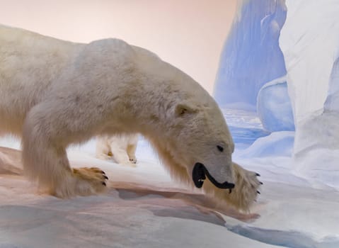 A mother polar bear is hunting for food for her cubs.