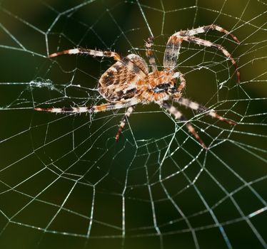 A spider working on a web seen from underneath.