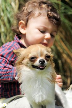 portrait of a cute purebred chihuahua with a little boy in the background