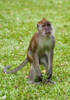 a small macaque monkey in penang malaysia