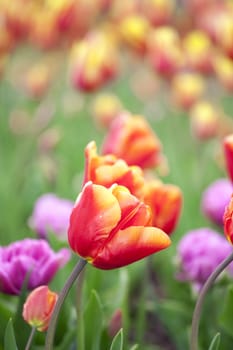 Field of beautiful  colorful tulips