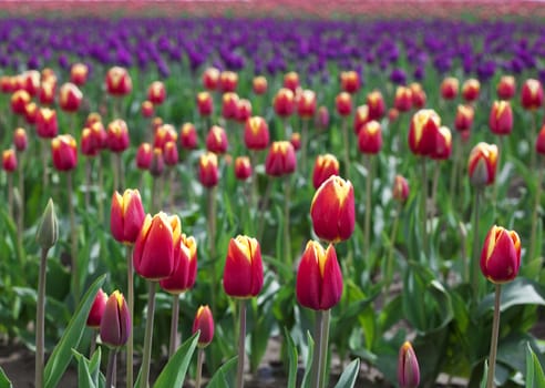 Field of beautiful  colorful tulips. “Courtesy of RoozenGaarde (Tulips.com).”