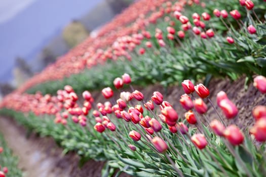 Field of beautiful  colorful tulips. “Courtesy of RoozenGaarde (Tulips.com).”