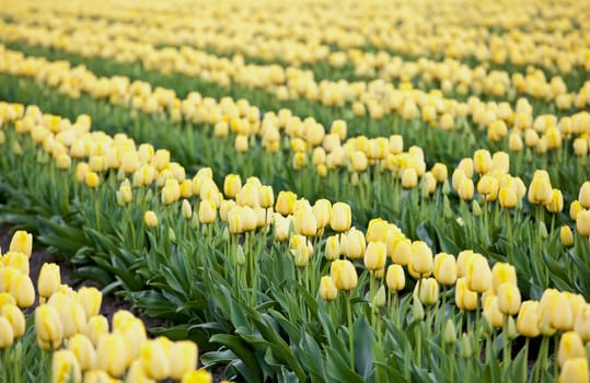 Beautiful colorful field of yellow tulips. “Courtesy of RoozenGaarde (Tulips.com).”
