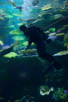 diver swims with lots of fish under water