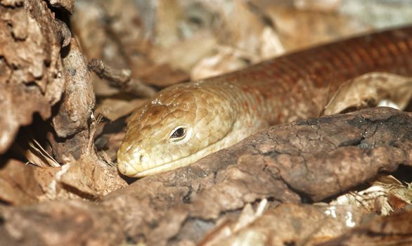 Scheltopusik pseudopus apodus or european legless lizard