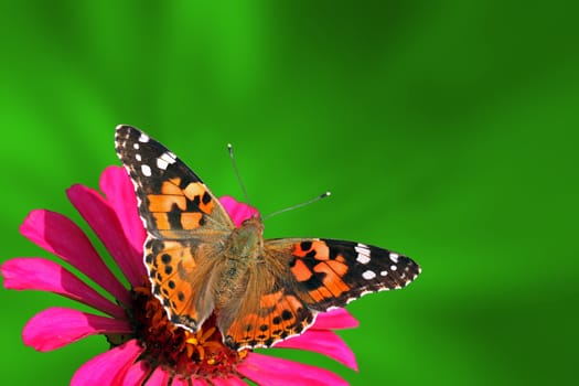 summer background with butterfly (Painted Lady)