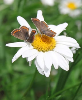 two butterflies on camomile