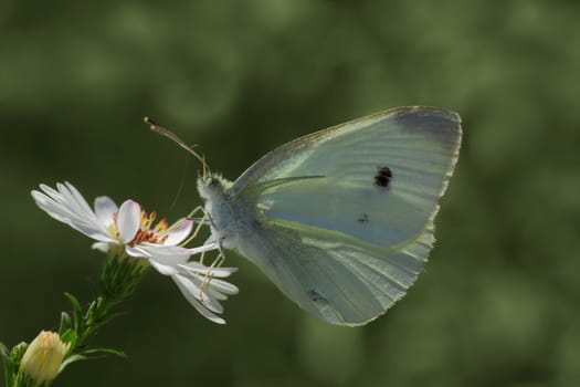 white cabbage butterfly sitting on a wild flower
