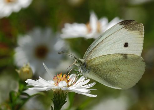 white cabbage butterfly sitting on a wild flower