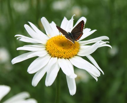 small brown butterfly on camomile