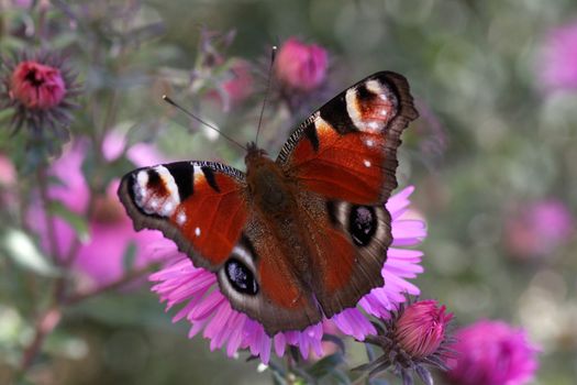 butterfly (european peacock) sitting on chrysanthemum