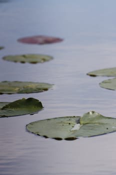 lily pad floating on a pristine pond