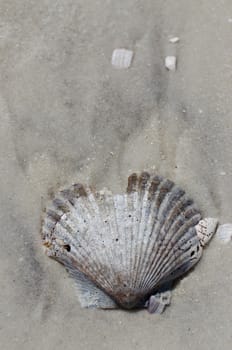 shell waiting to plucked up by a collector