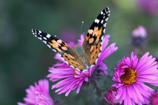 butterfly (Painted Lady) sitting on flower (chrysanthemum)