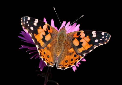 butterfly (Painted Lady) on flower over black