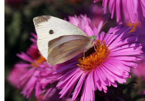 white cabbage butterfly sitting on flower (chrysanthemum)