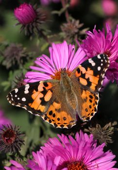 butterfly (Painted Lady) sitting on flower (chrysanthemum)