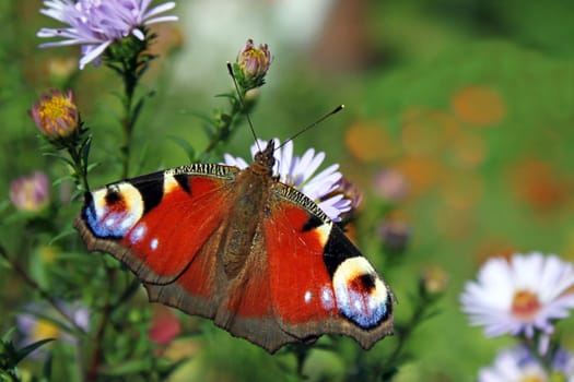 butterfly (european peacock) sitting on flower (chrysanthemum)