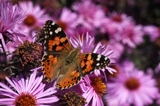 butterfly (Painted Lady) sitting on flower (chrysanthemum)