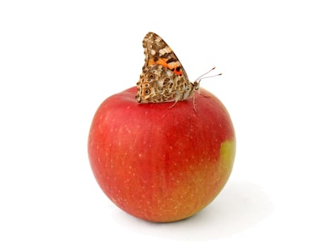 butterfly (Painted Lady) on red apple isolated on white