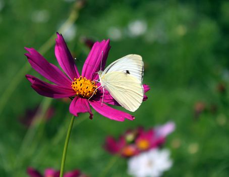 white cabbage butterfly on flower (cosmos)
