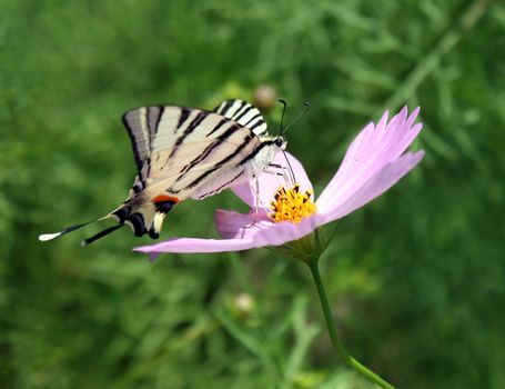 butterfly (Scarce Swallowtail) on flower (cosmos)