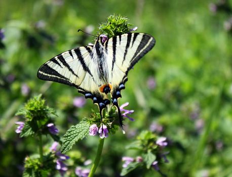 butterfly (Scarce Swallowtail) on wild flower