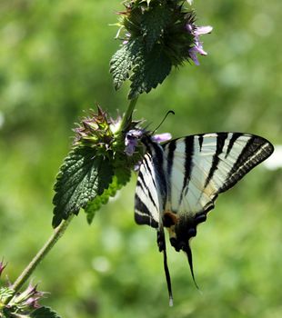 butterfly (Scarce Swallowtail) on wild flower