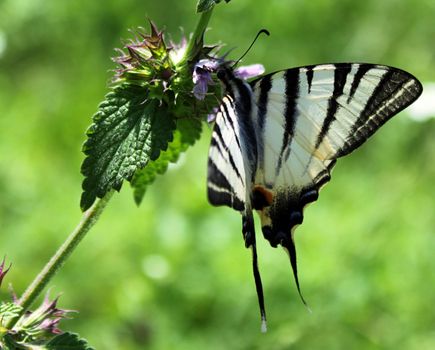 butterfly (Scarce Swallowtail) on wild flower