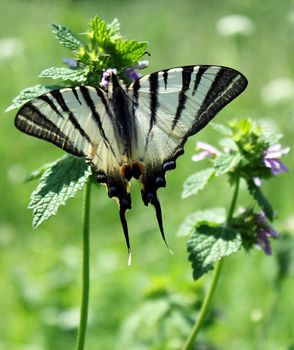 butterfly (Scarce Swallowtail) on wild flower