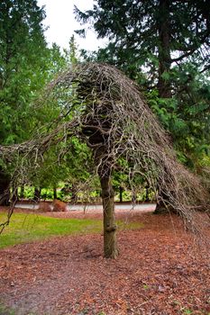 Tree with zigzag branches