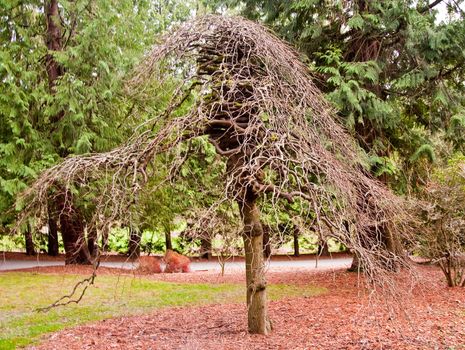 Tree with zigzag branches