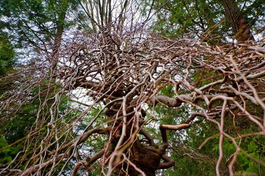 Tree with zigzag branches