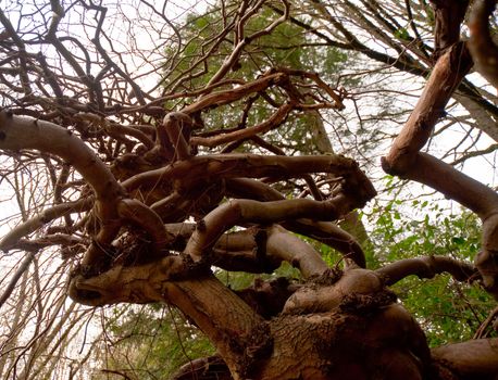 Tree with zigzag branches