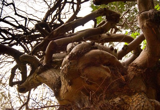 Tree with zigzag branches