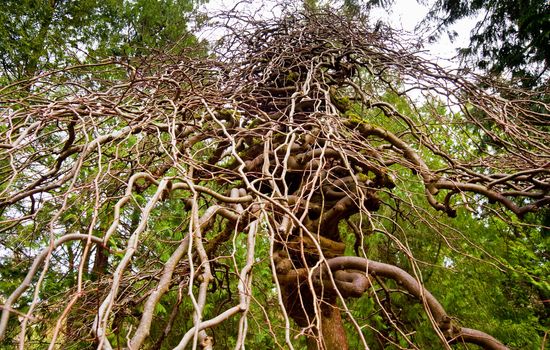 Tree with zigzag branches