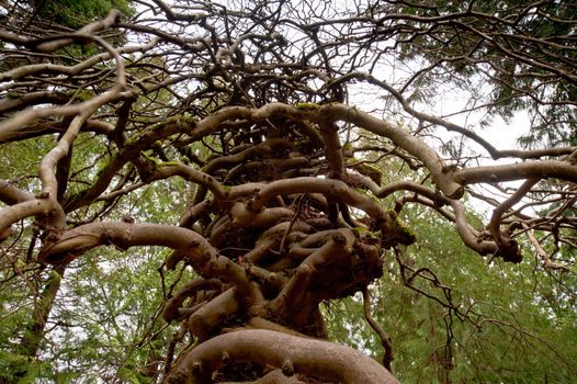 Tree with zigzag branches