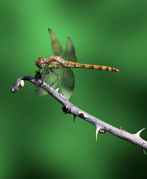 dragonfly on branch over green background