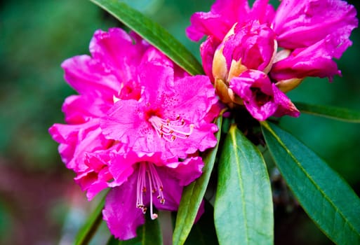 Rhododendron flower and leaves