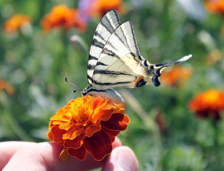 fingers holding flower with butterfly (Scarce Swallowtail)