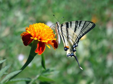 butterfly (Scarce Swallowtail) with opened wings on a flower