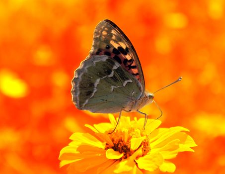 butterfly (Silver-washed Fritillary) sitting on flower (zinnia) in warm colors